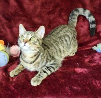 Monty -  Domestic Short Hair Cat for Adoption in Bucyrus, Ohio - Monty | PetCurious
