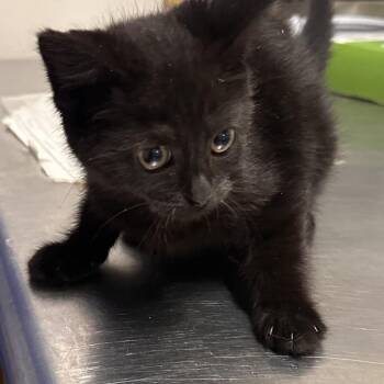 Susie -  Domestic Short Hair Cat for Adoption in New Tazewell, Tennessee - Susie | PetCurious