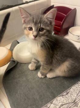 Percy aka Chunky -  Domestic Short Hair Cat for Adoption in Little Rock, Arkansas - Percy Aka Chunky | PetCurious