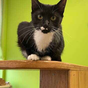 Rescue Domestic Short Hair Cats for Adoption in Chicago, Illinois - Tres Leches | PetCurious