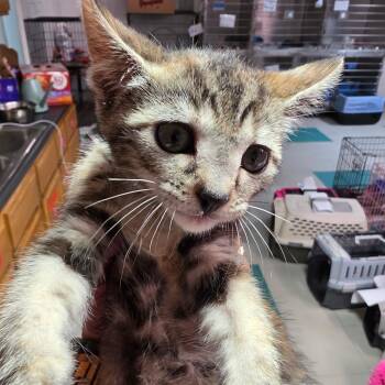 Raspberry Torte -  Domestic Short Hair Cat for Adoption in Leander, Texas - Raspberry Torte | PetCurious