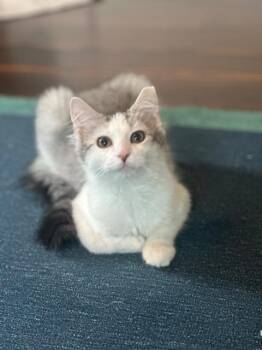 Pasta Salad -  Domestic Medium Hair Cat for Adoption in Cincinnati, Ohio - Pasta Salad | PetCurious