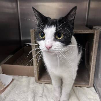 Frostbite -  Domestic Short Hair Cat for Adoption in Philadelphia, Pennsylvania - Frostbite | PetCurious