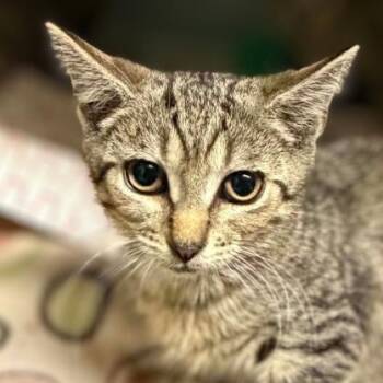 Starry -  Domestic Short Hair Cat for Adoption in Concord, North Carolina - Starry | PetCurious