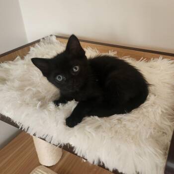 Domestic Short Hair Cats Available for Adoption in Chattanooga, Tennessee - Navy | PetCurious