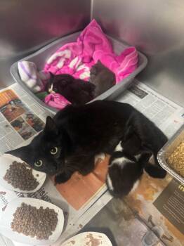 26-0725C -  Domestic Short Hair Cat for Adoption in Sorrento, Louisiana - 26-0725C | PetCurious