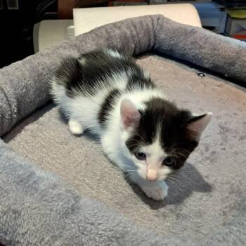 K Kittens Almost Ready -  Domestic Short Hair Cat for Adoption in Clifton, New Jersey - K Kittens Almost Ready | PetCurious