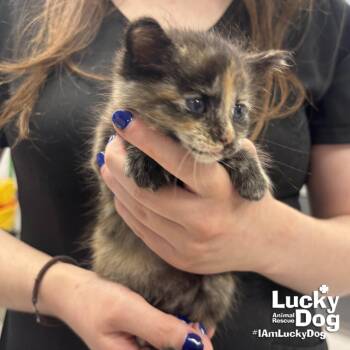 Domestic Medium Hair Cats Available for Adoption in Washington, District Of Columbia - Cookie | PetCurious