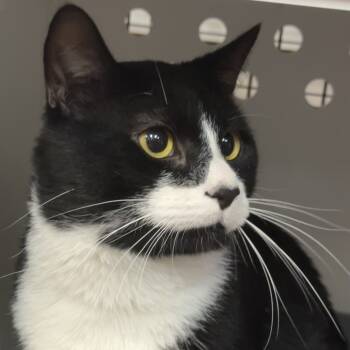 Rescue Domestic Short Hair Cats for Adoption in Saratoga Springs, New York - Little Buddy | PetCurious