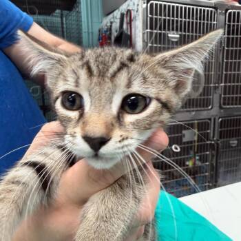 Four -  Domestic Short Hair Cat for Adoption in Port Charlotte, Florida - Four | PetCurious