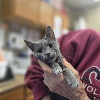 Diana -  Domestic Short Hair Cat for Adoption in Pagosa Springs, Colorado - Diana | PetCurious