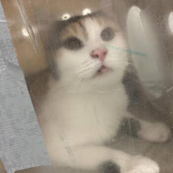 Chase -  Domestic Short Hair Cat for Adoption in Philadelphia, Pennsylvania - Chase | PetCurious