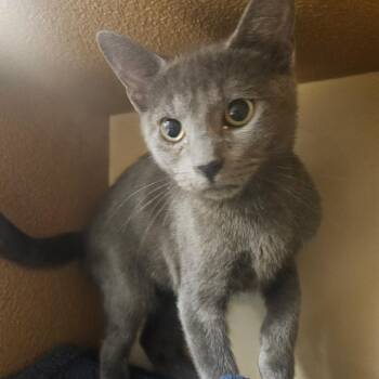 Venus -  Domestic Short Hair Cat for Adoption in Grantsville, Utah - Venus | PetCurious