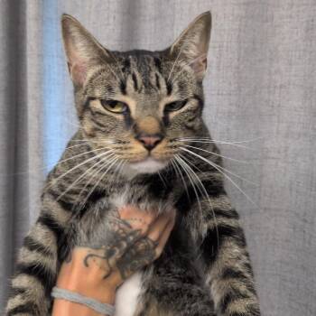 Cub -  Domestic Short Hair Cat for Adoption in Hattiesburg, Mississippi - Cub | PetCurious