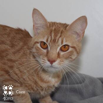 Domestic Short Hair Cats Available for Adoption - Coco Rinaldi | PetCurious
