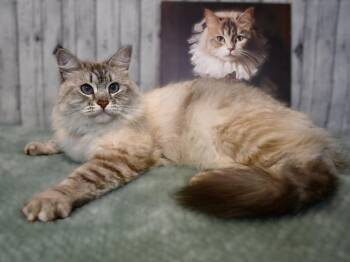 Mila -  Siberian Cat for Adoption in Roanoke, Texas - Mila | PetCurious