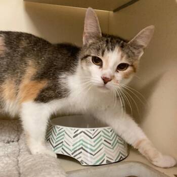 Dairy Queen -  Domestic Short Hair Cat for Adoption in Dayton, Ohio - Dairy Queen | PetCurious