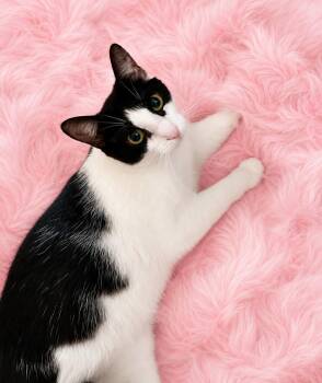 KitKat -  Tuxedo Cat for Adoption in Gainesville, Florida - KitKat | PetCurious