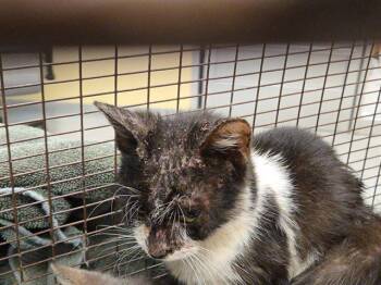 Rescue Domestic Short Hair Cats for Adoption in Tustin, California - VERA | PetCurious