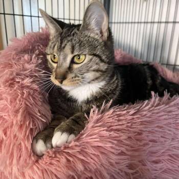 Tabby Cats Available for Adoption in Huntington, New York - Rori | PetCurious
