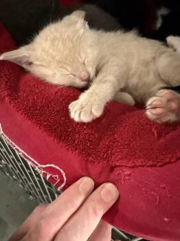 Domestic Short Hair Cats Available for Adoption in Virginia, Minnesota - Fremont | PetCurious