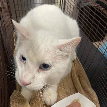 Panchito -  Domestic Short Hair Cat for Adoption in Chicago, Illinois - Panchito | PetCurious