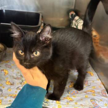 Armani -  Domestic Short Hair Cat for Adoption in Chehalis, Washington - Armani | PetCurious
