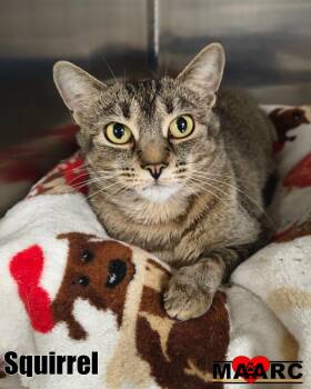 Squirrel -  Domestic Short Hair Cat for Adoption in Maryville, Tennessee - Squirrel | PetCurious