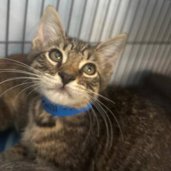 Bowser -  Domestic Short Hair Cat for Adoption in Lakeland, Florida - Bowser | PetCurious
