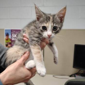 Domestic Short Hair Cats Available for Adoption in South Elgin, Illinois - Little Lady | PetCurious
