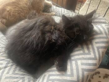Bonnie -  Maine Coon Cat for Adoption in Troy, New York - Bonnie | PetCurious