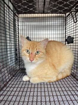 Domestic Short Hair Cats Available for Adoption in New Braunfels, Texas - Creeker | PetCurious
