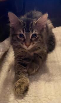 Bluegill -  Domestic Medium Hair Cat for Adoption in Cumming, Georgia - Bluegill | PetCurious