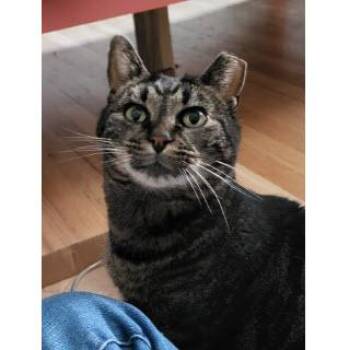 Domestic Short Hair Cats Available for Adoption in Hudson, Massachusetts - Cindy Green, Work-in-progress Cat | PetCurious