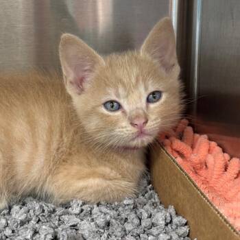 Nobara (PNK) -  Domestic Short Hair Cat for Adoption in League City, Texas - Nobara (PNK) | PetCurious