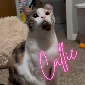 Rescue Domestic Short Hair Cats for Adoption in Springfield, Missouri - Callie | PetCurious