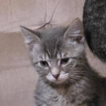 Domestic Short Hair Cats Available for Adoption - Selenium | PetCurious