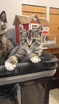 Zeus -  Domestic Short Hair Cat for Adoption in Waxhaw, North Carolina - Zeus | PetCurious