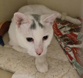 Kilo -  Domestic Short Hair Cat for Adoption in Windsor, Connecticut - Kilo | PetCurious