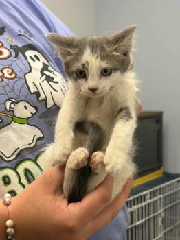 Peanut Butter -  Domestic Short Hair Cat for Adoption in Republic, Missouri - Peanut Butter | PetCurious