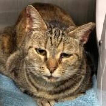 Domestic Short Hair Cats Available for Adoption in Lansing, Michigan - Lil Mama | PetCurious
