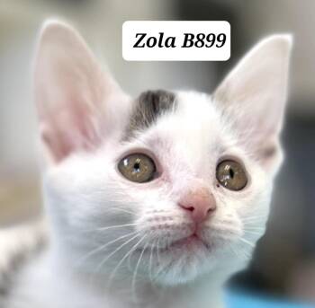 Domestic Short Hair Cats Available for Adoption in Morganton, North Carolina - Zola | PetCurious