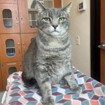 Domestic Short Hair Cats Available for Adoption in Rochester, Minnesota - Willy | PetCurious