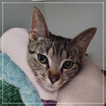 Epic -  Domestic Short Hair Cat for Adoption in Dearborn, Michigan - Epic | PetCurious