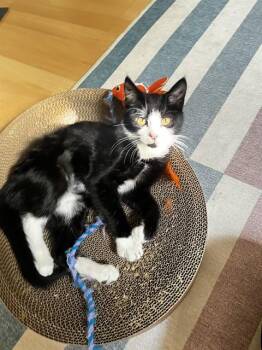 MARINA -  Domestic Short Hair Cat for Adoption in Aurora, Colorado - MARINA | PetCurious