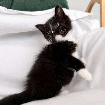 Dart -  Domestic Medium Hair Cat for Adoption in Tulsa, Oklahoma - Dart | PetCurious
