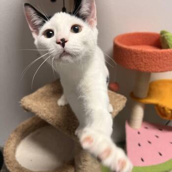 Rescue Domestic Short Hair Cats for Adoption in Jacksonville, Florida - Tommy | PetCurious