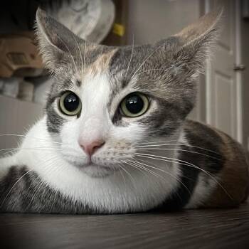 Kit Kat -  Calico Cat for Adoption in Liverpool, Texas - Kit Kat | PetCurious