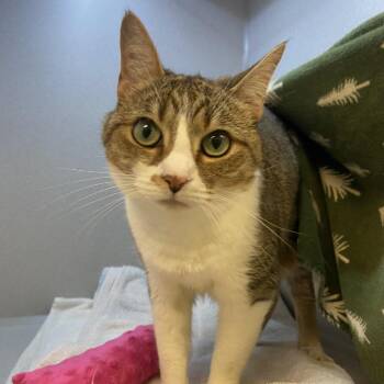 Lila -  Domestic Short Hair Cat for Adoption in Pittsburgh, Pennsylvania - Lila | PetCurious