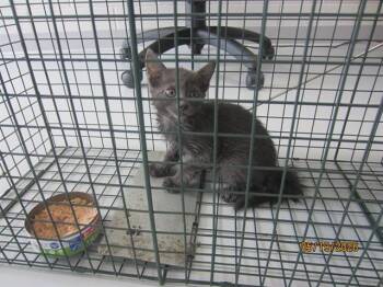 Domestic Short Hair Cats Available for Adoption in Ocala, Florida - A382680 | PetCurious
